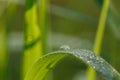Dew drop of water sparkle in morning ,Large beautiful drops of transparent  on a green grass leaf. Royalty Free Stock Photo