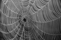 Dew drop web Royalty Free Stock Photo