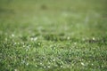 Dew droplet on top of green grass in warm morning light