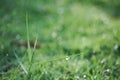 Dew droplet on top of green grass in warm morning light