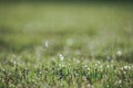 Dew droplet on top of green grass in warm morning light