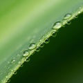 Of dew droplets on the edge of a green leaf captured with a macro Royalty Free Stock Photo
