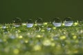 Dew droplets on grass blade - macro