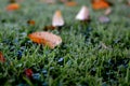 Dew droplets on grass, with scattered fall leaves