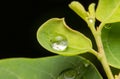 Dew droplets on green leaves Royalty Free Stock Photo
