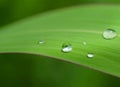 Dew droplets on green leaves Royalty Free Stock Photo