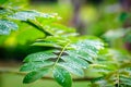 Dew droplets on green leaves, water drops after rain Green leaf