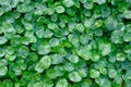 Dew droplets on green leaves, water drops after rain Green leaf Royalty Free Stock Photo