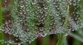 Dew droplets suspended on a spiderweb create a mesmerizing pattern against a backdrop of green Royalty Free Stock Photo