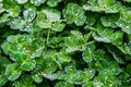 Dew droplets of water covering green clover leaves Royalty Free Stock Photo