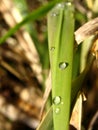 Dew Dropped Blade of Grass