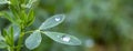 Dew drops on alfalfa leaves, green background of nature and growing grass in the garden