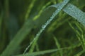 Dew Drops. The atmosphere in the morning the air feels fresh with warm morning sunlight that looks sparkling morning dew dew on Royalty Free Stock Photo