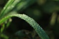 Dew Drops. The atmosphere in the morning the air feels fresh with warm morning sunlight that looks sparkling morning dew dew on Royalty Free Stock Photo