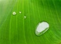 Dew drops on banana leaf close up Royalty Free Stock Photo