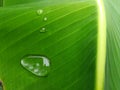 Dew drops on banana leaf close up Royalty Free Stock Photo