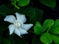 Dew Drops on The Big White Gardinia Flower Blooming Royalty Free Stock Photo