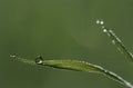 Dew drops on blades of grass close-up Royalty Free Stock Photo