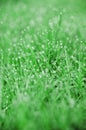 Close up of dew drops on blades of green grass Royalty Free Stock Photo