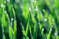 Dew drops on blades of grass Royalty Free Stock Photo