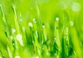 dew drops on bright green grass