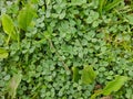 Dew drops on bright green grass background. Wet grass after rain. Top view. Wallpaper Royalty Free Stock Photo