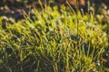 Dew drops on bright green grass , field , sunrise , sunlight illuminates the dew and herbs