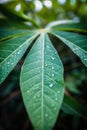 Dew drops on cassava leaves in the morning