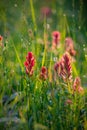 Dew Drops on Castilleja flowers - known as paintbrush Indian paintbrush, or prairie-fire Royalty Free Stock Photo