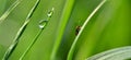Dew drops and cereal leaf beetle Oulema melanopus on green grass.
