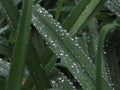 Dew drops close up on green leaf