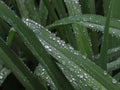 Dew drops close up on green leaf