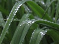 Dew drops close up on green leaf