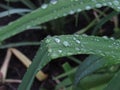 Dew drops close up on green leaf