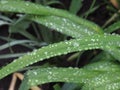 Dew drops close up on green leaf