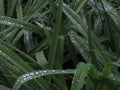 Dew drops close up on green leaf