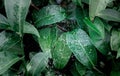 Dew drops in the cobweb early in the morning on tea plantations Royalty Free Stock Photo