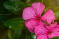 Dew drops on colorful vinca