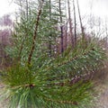 Dew drops on coniferous pine tree needles Royalty Free Stock Photo