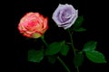 Dew drops covered romantic pair of pink and light purple roses on dark backdrop Royalty Free Stock Photo