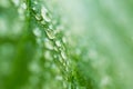 Dew drops on the cucumber foliage