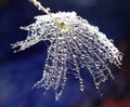 Dew drops on a dandelion seed - on a dark blue background Royalty Free Stock Photo