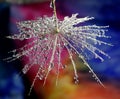 Dew drops on a dandelion seed - on a multicolor background Royalty Free Stock Photo