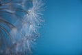 Dew drops on dandelion seeds macro. Sparking droplets water. Blue background Royalty Free Stock Photo