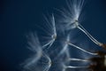 Dew drops on dandelion seeds macro. Sparking droplets water. Blue background Royalty Free Stock Photo