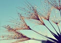 Dew drops on a dandelion seeds Royalty Free Stock Photo