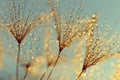 Dew drops on a dandelion seeds Royalty Free Stock Photo