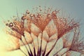 Dew drops on a dandelion seeds at sunrise Royalty Free Stock Photo