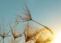 Dew drops on a dandelion seeds Royalty Free Stock Photo