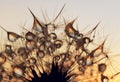 Dew drops on a dandelion seeds Royalty Free Stock Photo